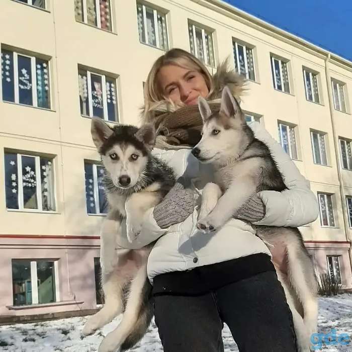 Продаются щенки хаски, фотография 11