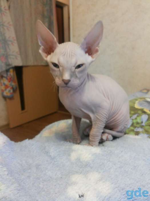 Котята донской сфинкс, фотография 1