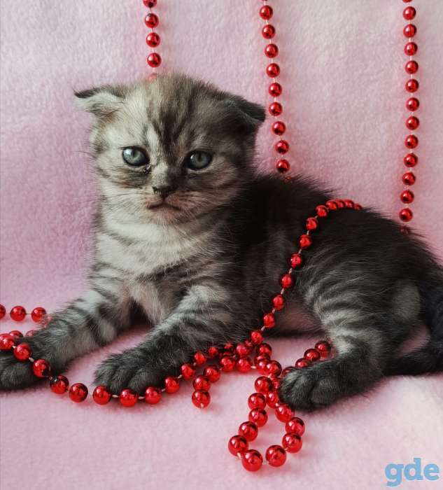 Шотландские котята, фотография 4