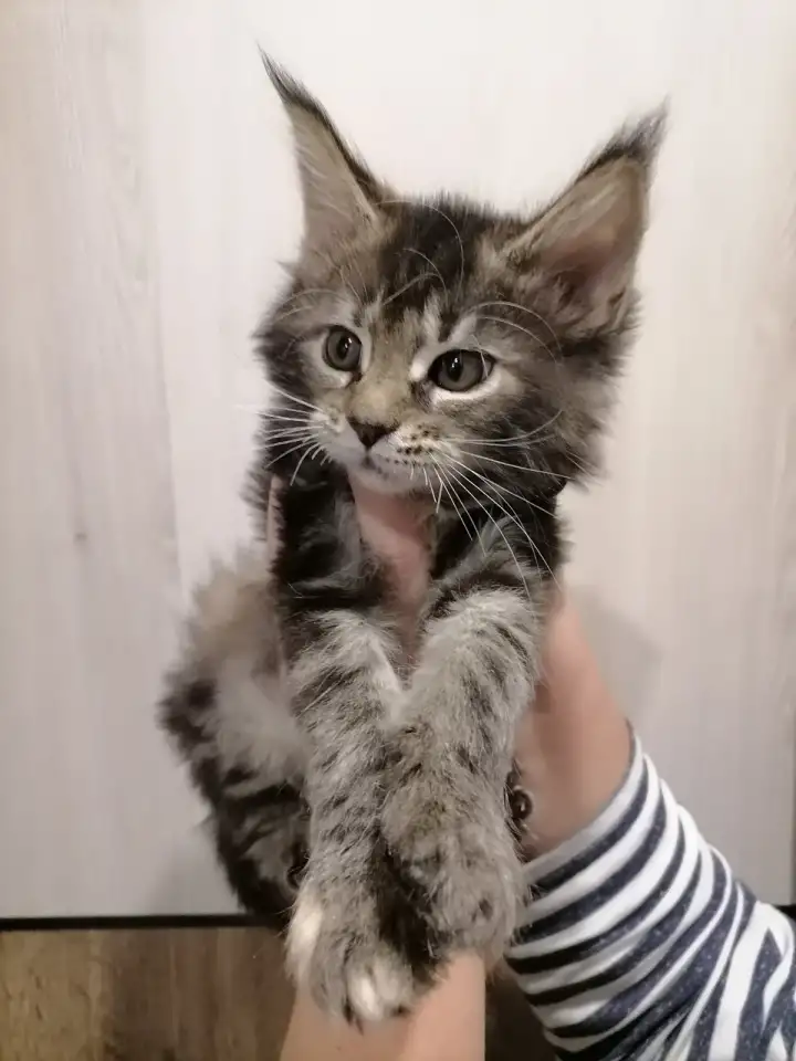 Продам котят породы мей-кун, фотография 6