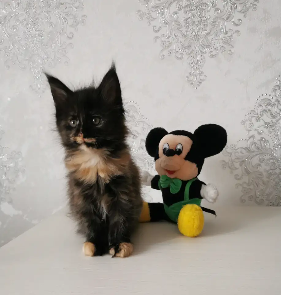 продаю, фотография 5