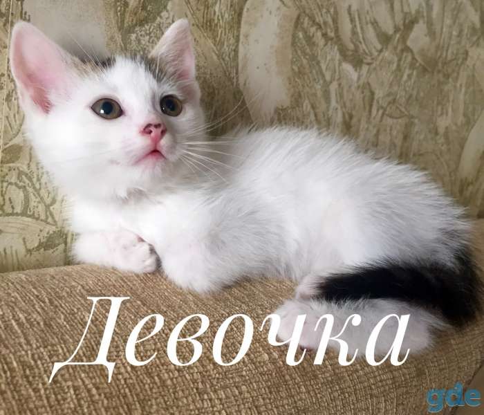Очаровательная девочка ищет ДОМ!, фотография 1