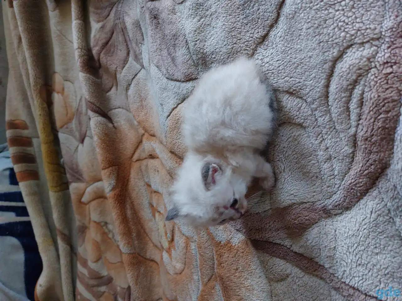 Котята в дар, фотография 1