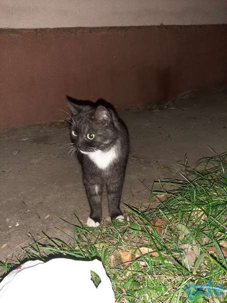 Котик ищет дом, фотография 1