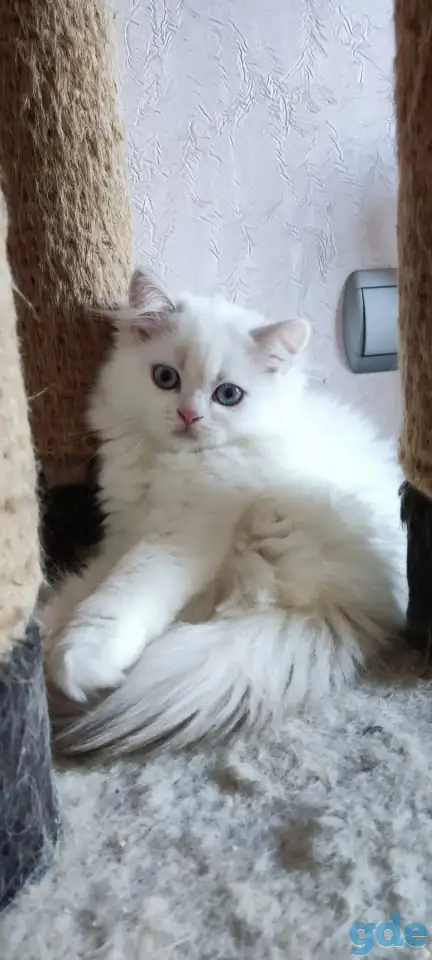 Шотландские котята с голубыми глазами, фотография 2