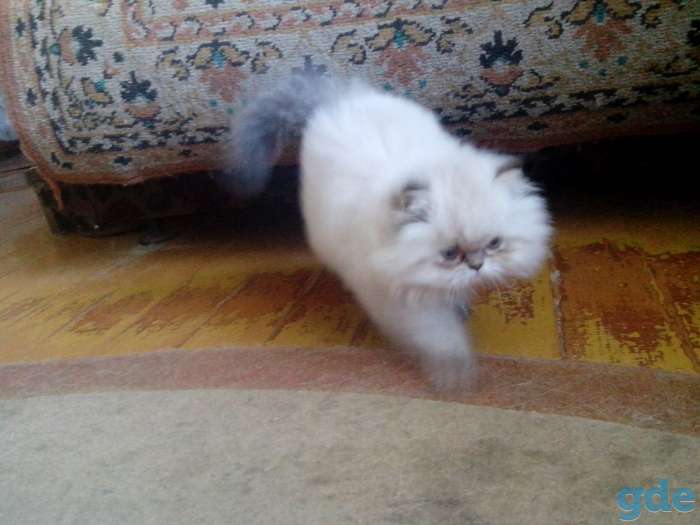 персики котята, фотография 11