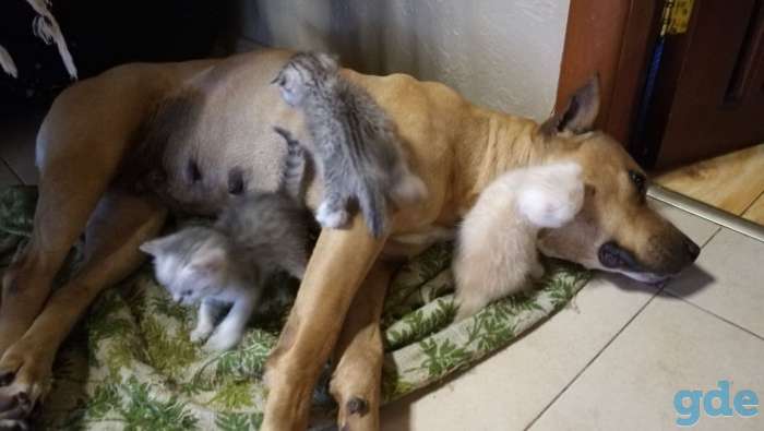 Шотландские котята. Пушистое счастье в ваш дом., фотография 5