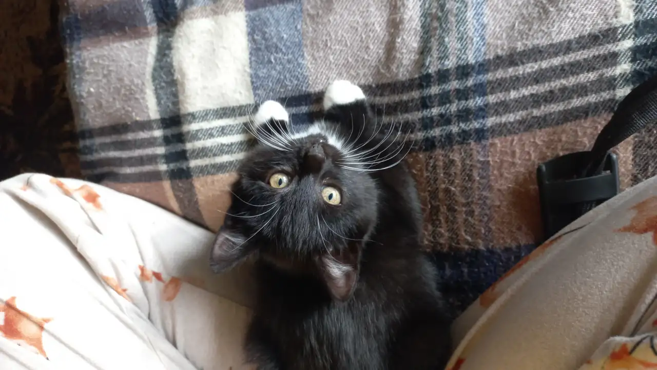 Котята, мальчики, фотография 1