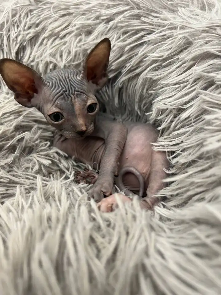 Котята канадского сфинкса, фотография 1