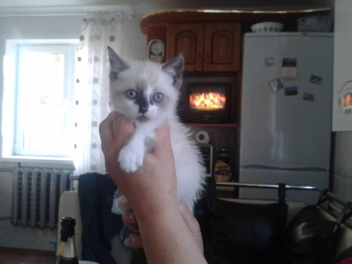 отдам трехцветную сиамскую кошечку, фотография 1