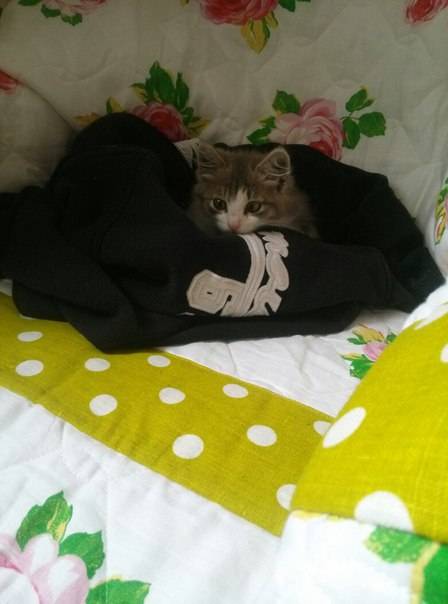 Отдам котенка в хорошие руки, фотография 2