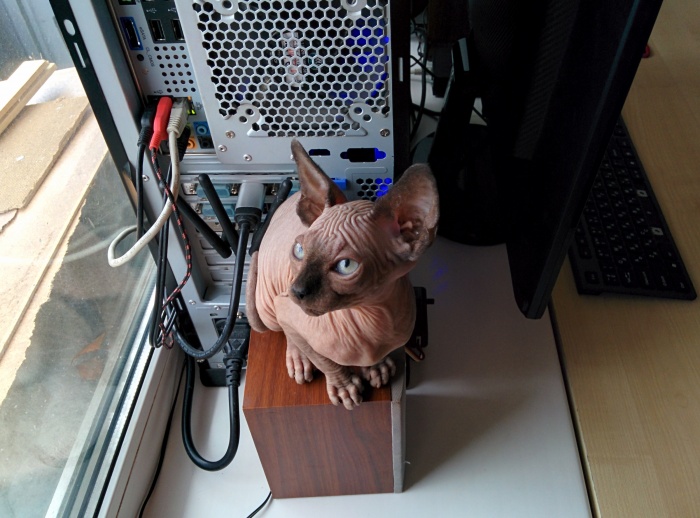 Котята канадского сфинкса, фотография 1