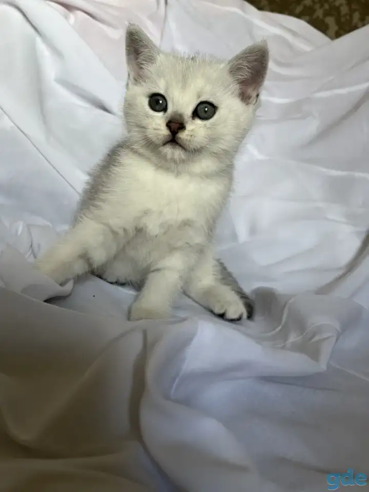 Британские котята окрас серебристая шиншилла, фотография 6