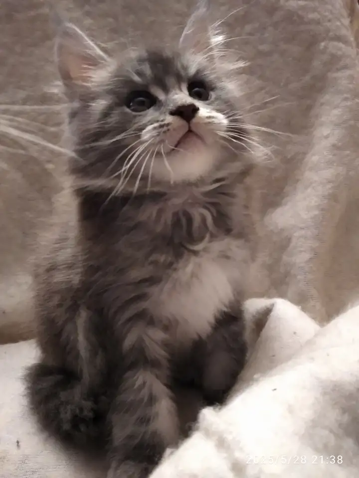 Продаются котята, фотография 7