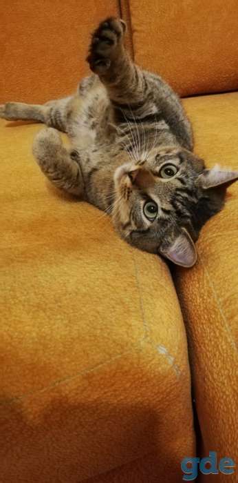Котик Пуська ищет дом!, фотография 1