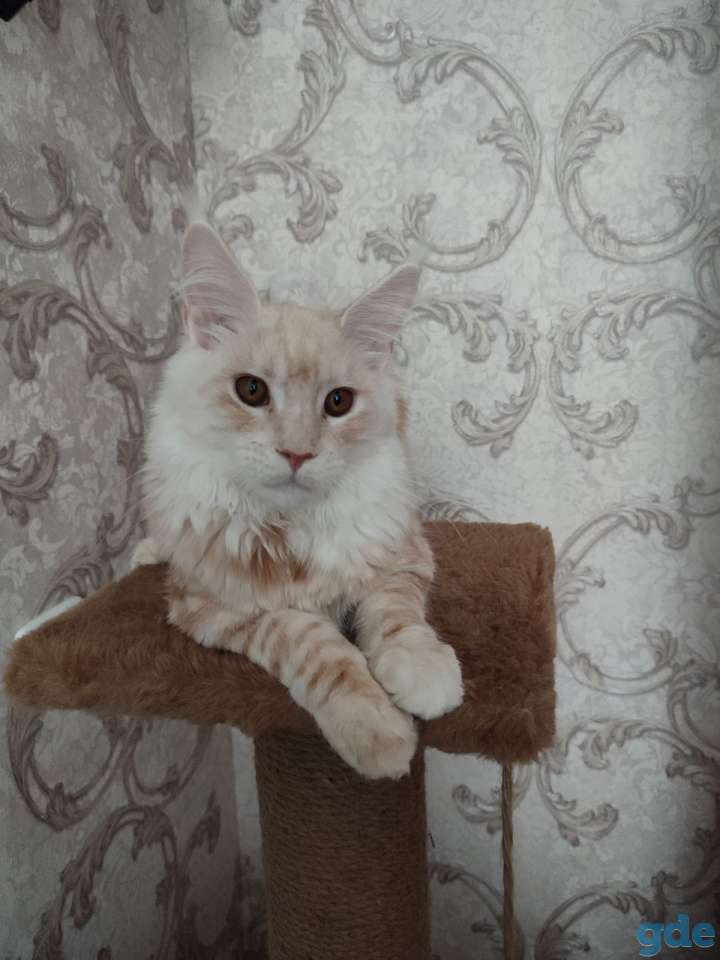 В хорошие руки!, фотография 3