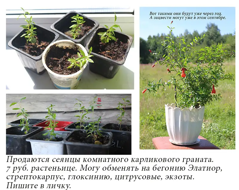 Пролам сеянцы комнатного карликового граната, фотография 1