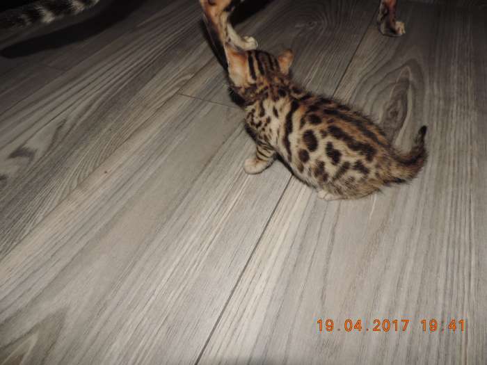 Бенгальские котята, фотография 1