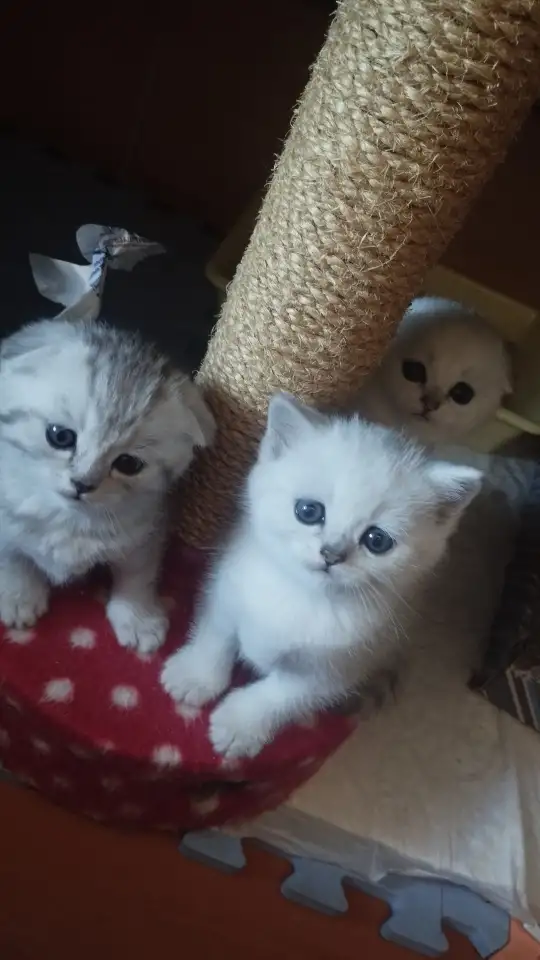 продажа котят, фотография 5