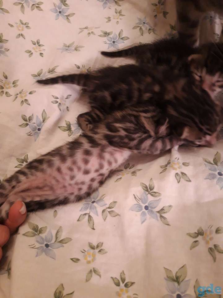 Бенгальский котнок, фотография 7