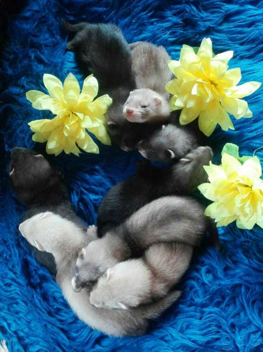 Продаются щенки хорька., фотография 4