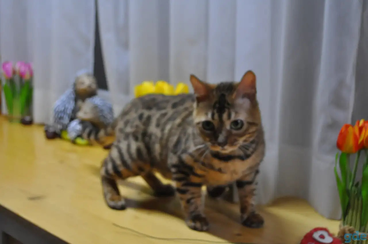Бенгальская кошечка, фотография 1