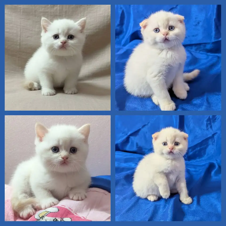 Шотландские котята., фотография 1