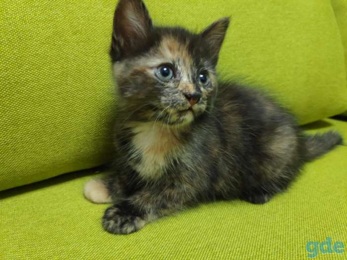 Котята в хорошие руки, фотография 5