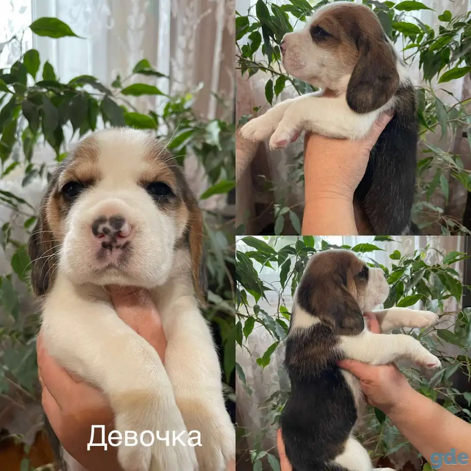 Щенок породы Бигль, фотография 4