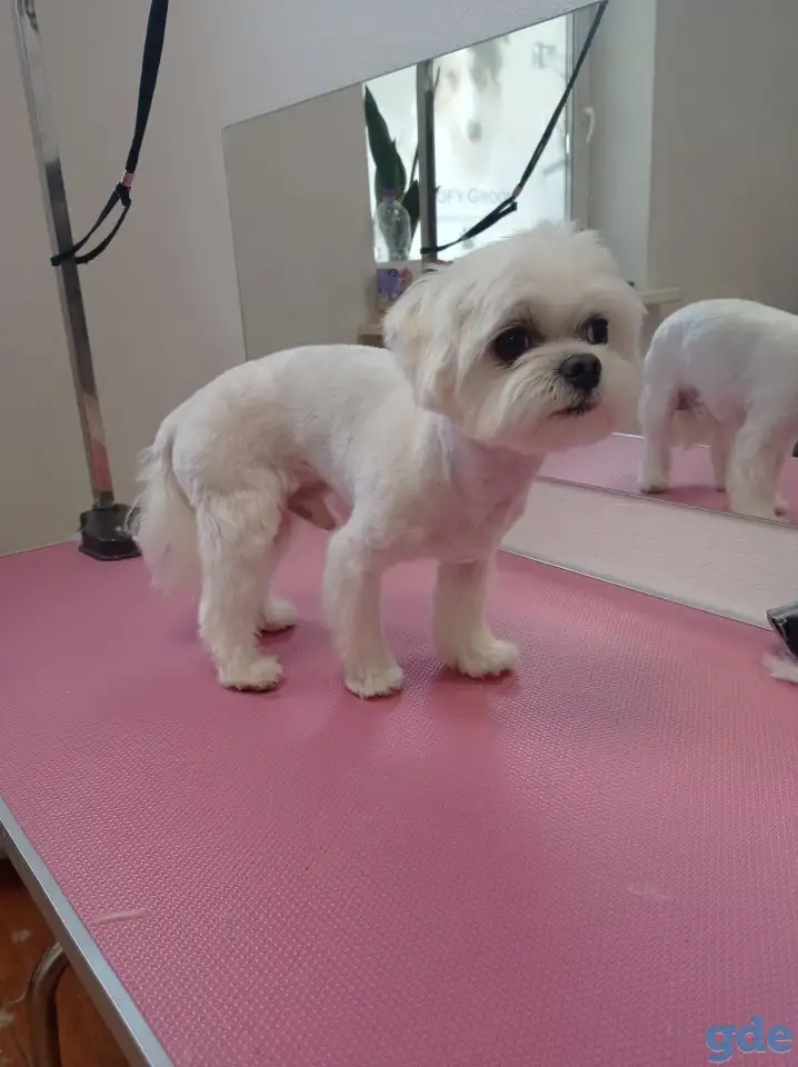 ✂️, фотография 10