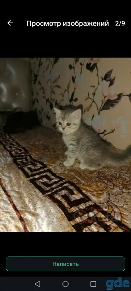 Продам шотландских котят.Скотиш фонд (серебристая шиншилла ).Побробное описание в лс., фотография 2