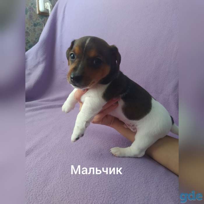 Щенки Джек рассел терьер, фотография 2