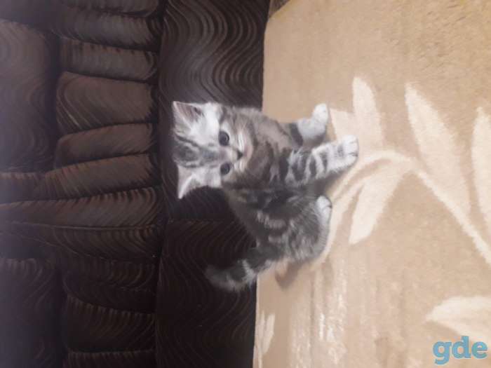 Продам котят, фотография 3