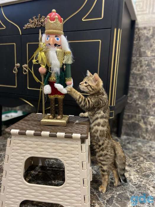 Котята бенгальские, фотография 2
