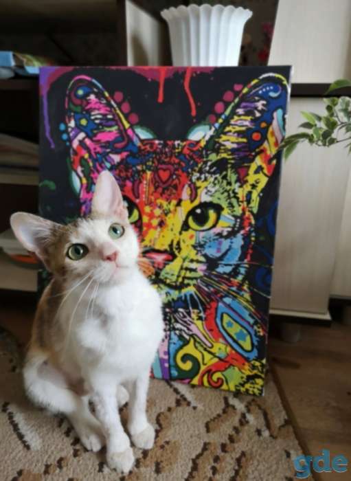 Кошка Басти, фотография 1