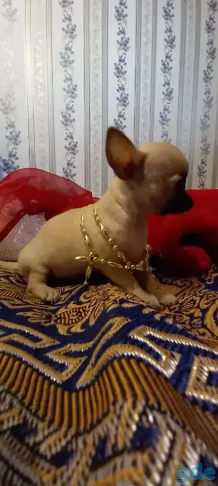Чихуахуа мини девочка щеночек, фотография 1