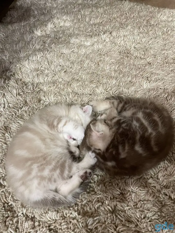Шотландские мальчик скоттиш страйт и девочка скоттиш фолд, фотография 8