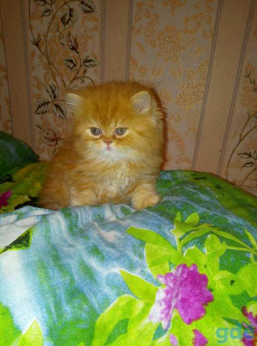 Продаётся Экзотический котенок, фотография 3
