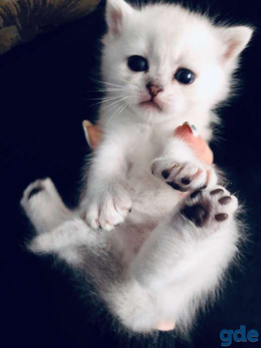 Котята шотландская серебристая шиншилла, фотография 4
