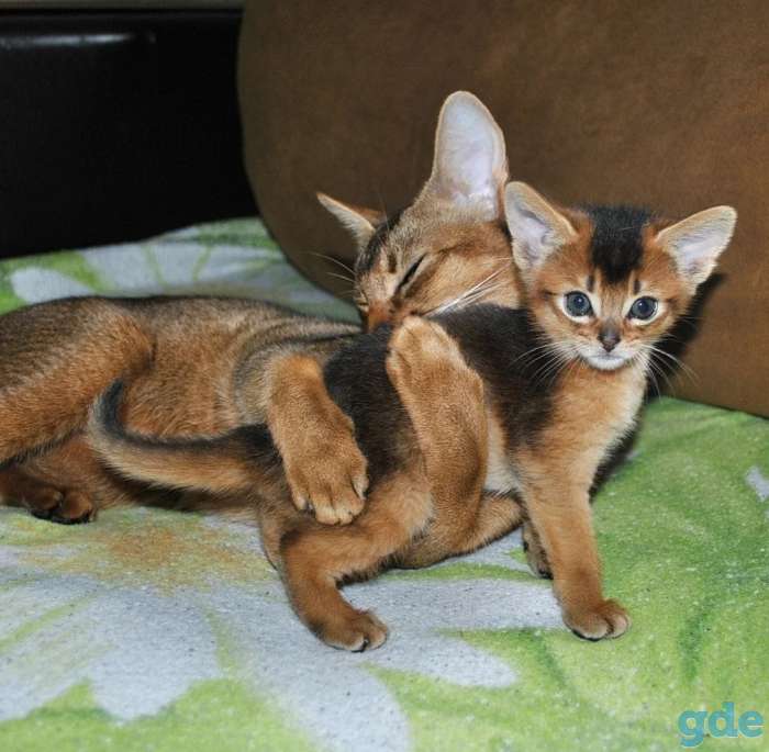 Абиссинские котята, фотография 1