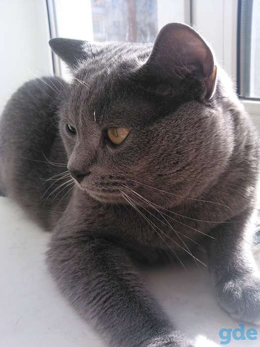 Отдам котика в хорошие руки, фотография 2