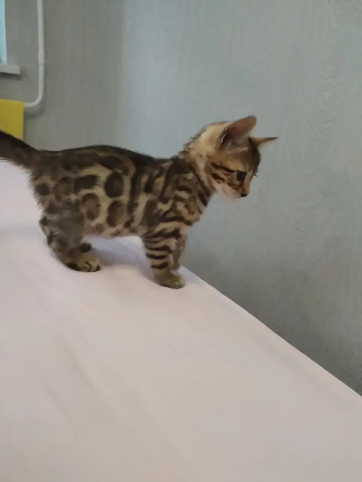 Продам бенгальского котенка,  девочка,  2мес., фотография 1