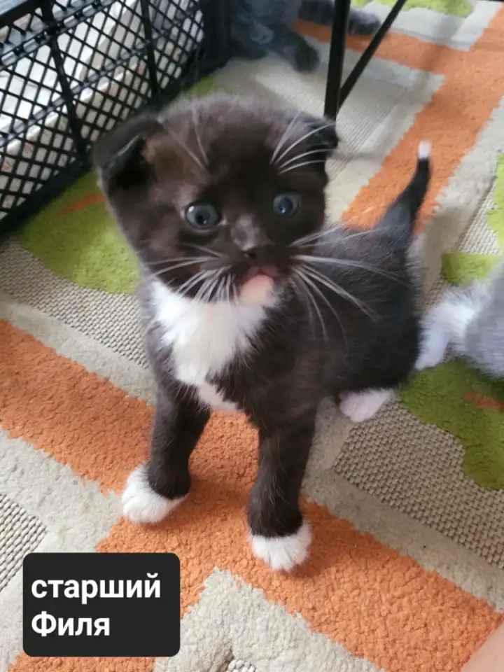Продам 3 котят, фотография 1