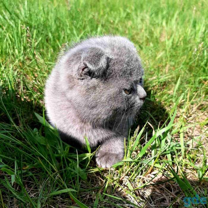 Продам породистых шатландских вислоухих котят, фотография 2