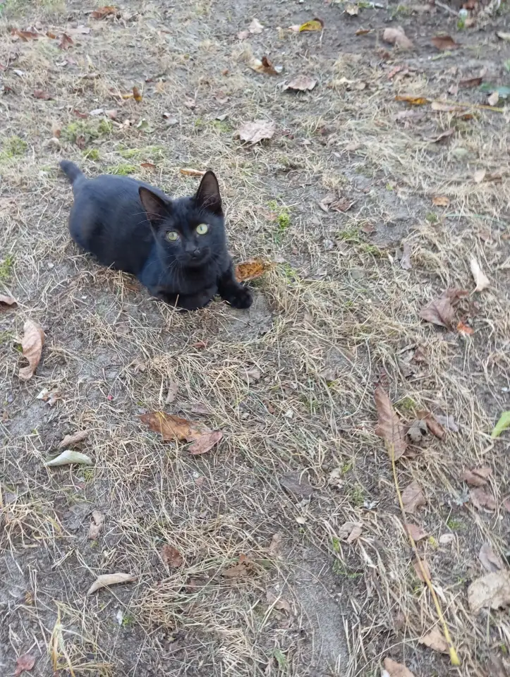 Самый лучший котенок, фотография 4