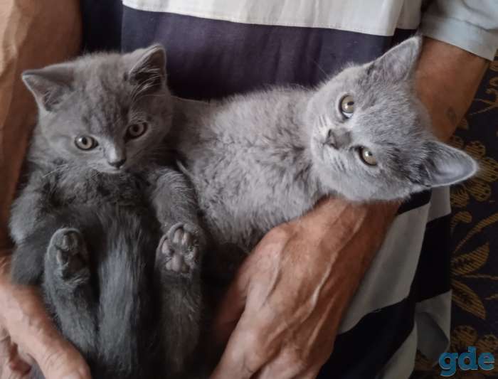Продам британского котенка, фотография 2