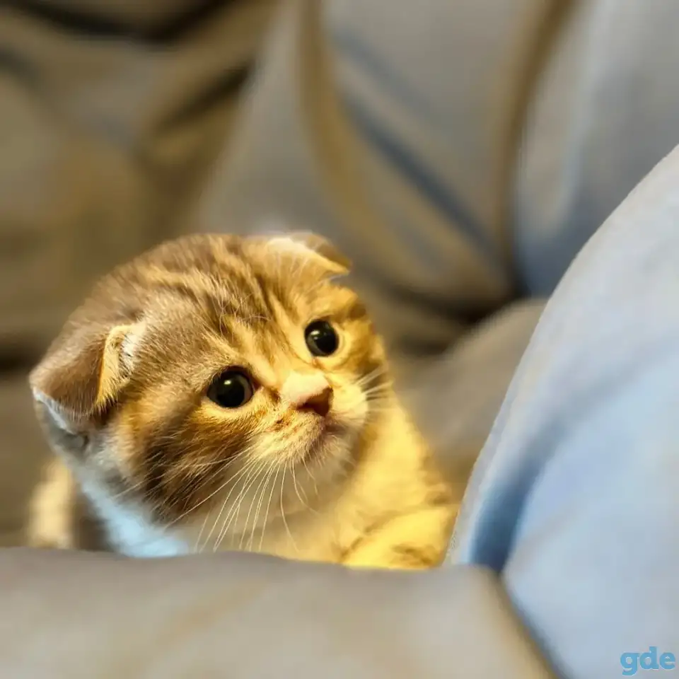 Продажа шотландских котят, фотография 10