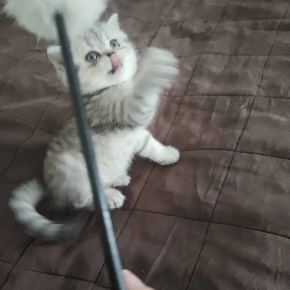 Котята, фотография 4