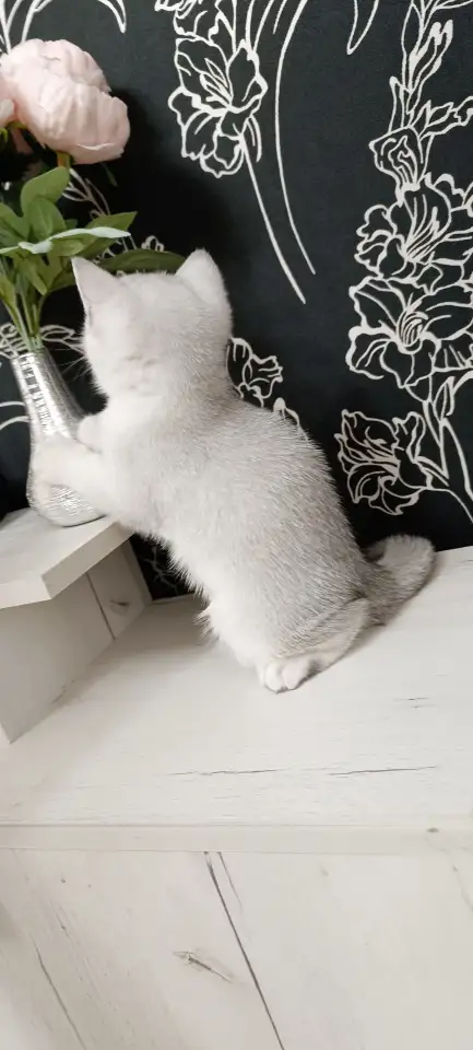 Шотландский котенок, фотография 4
