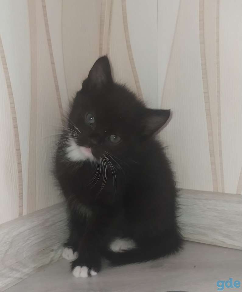 Котята в надёжные заботливые руки, фотография 3
